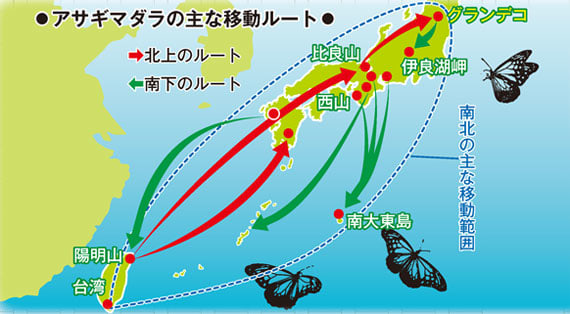 アサギマダラ　移動