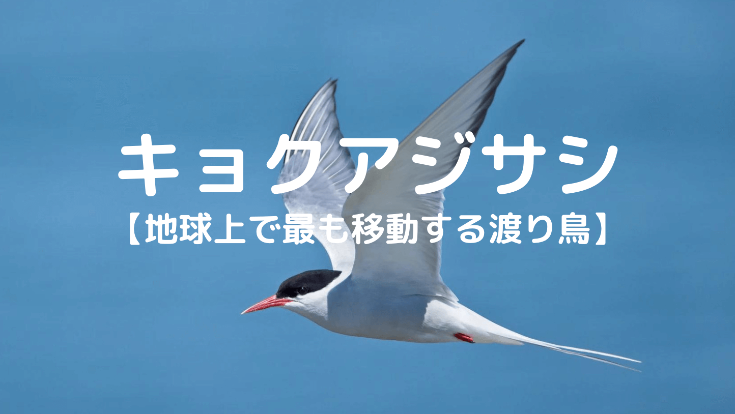 世界一移動する胴部　渡り鳥