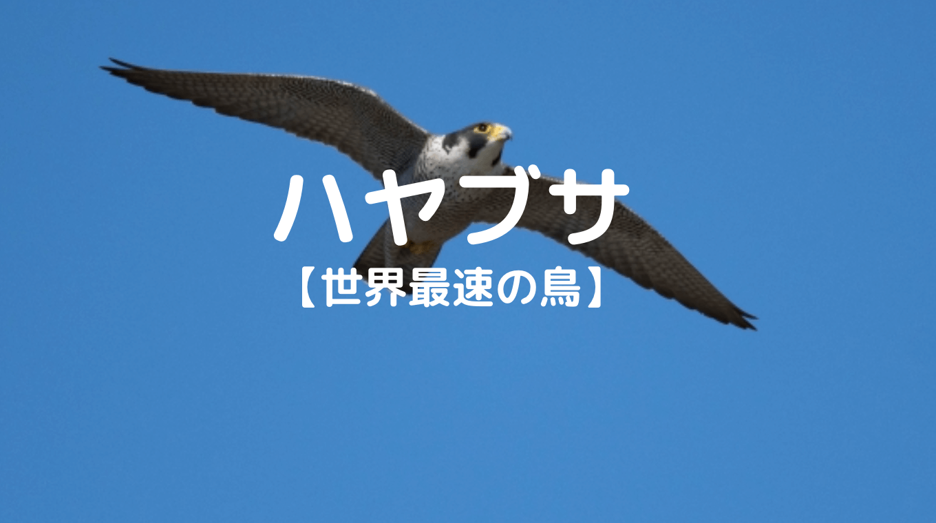 ハヤブサ　世界最速