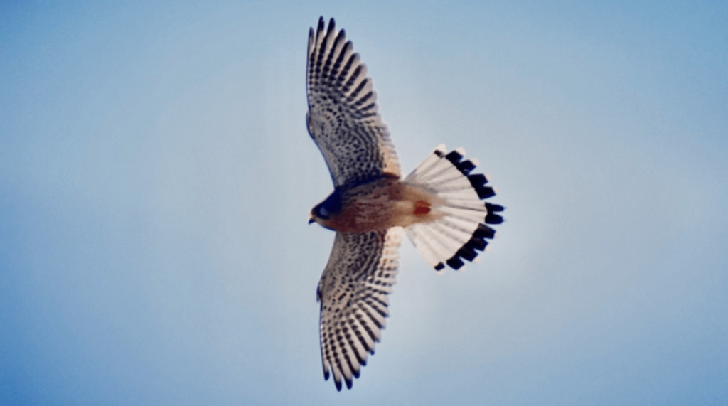 隼　世界最速の鳥