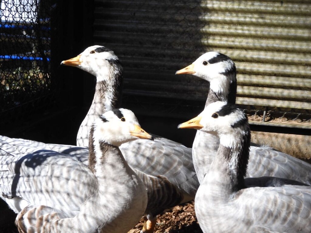 大宮公園小動物園　インドガン