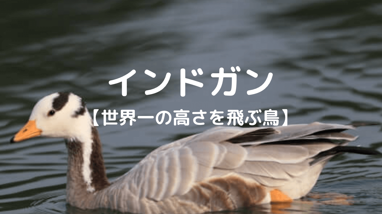 インドガン　世界一の高さを飛ぶ鳥